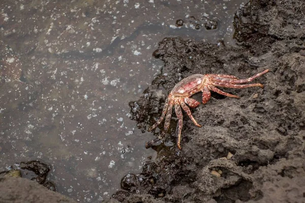 Een Bovenaanzicht Van Een Krab Een Modder Bij Water Perfect — Stockfoto