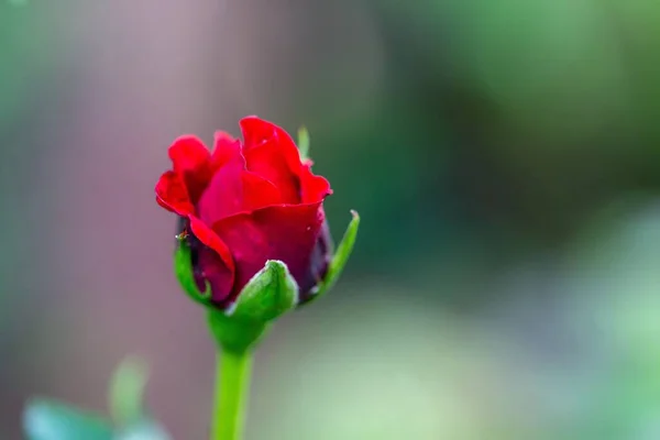 一张新开的红花的特写照片 完美的背景 — 图库照片