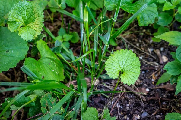 Planta Verde Con Una Gran Hoja Verde Haagse Bos Bosque —  Fotos de Stock