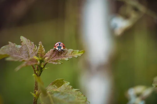 Gros Plan Une Coccinelle Sur Une Plante Verte Dans Champ — Photo