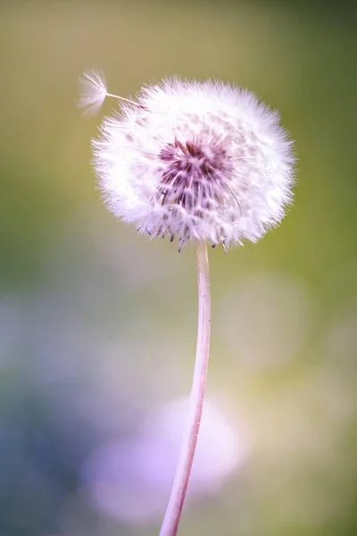 Gros Plan Vertical Pissenlit Sur Fond Flou — Photo