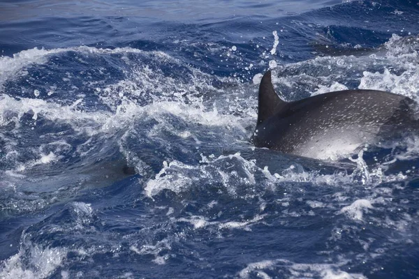 Delfino Che Salta Fuori Dall Acqua Con Una Spruzzata — Foto Stock