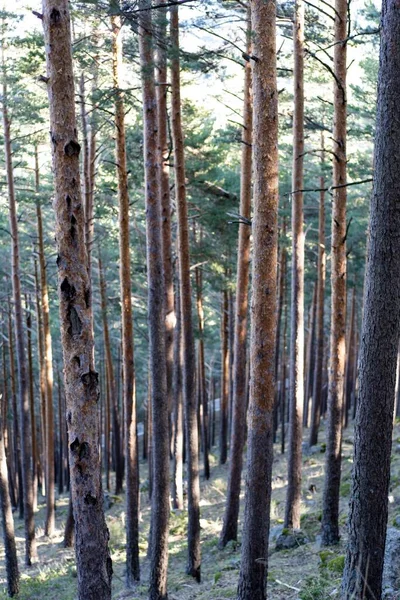 Tiro Vertical Árboles Bosque Bajo Luz Del Sol Perfecto Para — Foto de Stock