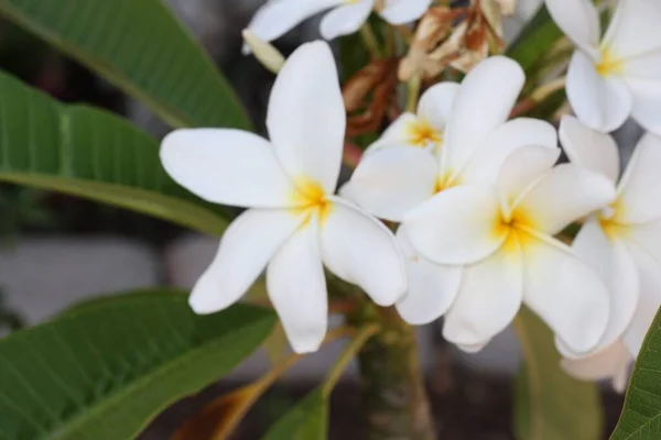 Een Close Van Mooie Frangipanis Onder Het Zonlicht — Stockfoto