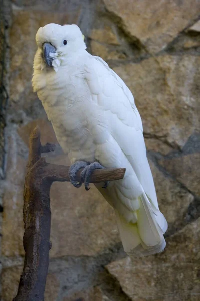 Disparo Vertical Una Cacatúa Blanca Sentada Detrás Las Rocas — Foto de Stock