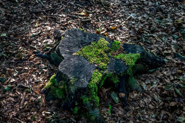 オランダ ハーグの森ハガセ ボスの乾燥葉で苔を成長させた切り株 — ストック写真