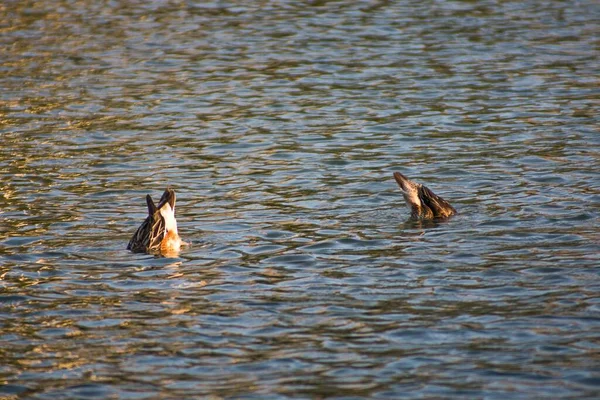 Närbild Gäss Som Dyker Sjön Dagtid — Stockfoto