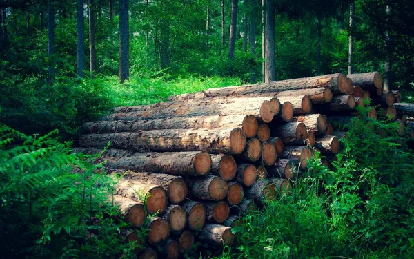森林里的一堆原木 — 图库照片