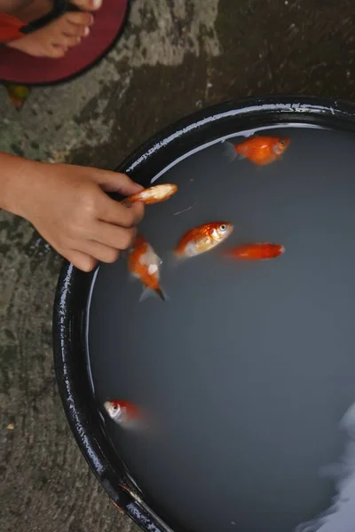 Several Beautiful Little Orange Fish Swimming Big Black Bowl — Stock Photo, Image