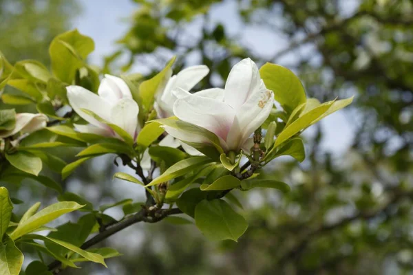 Närbild Magnolia Träd Ett Fält Solljuset Med Suddig Bakgrund — Stockfoto