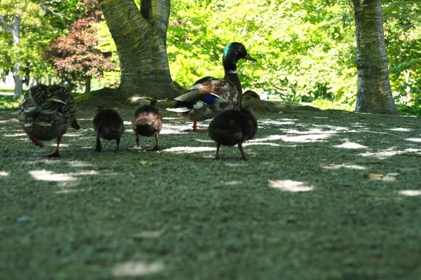 Cute Mallard Ducks Walking Park Halifax Canada — Stock Photo, Image