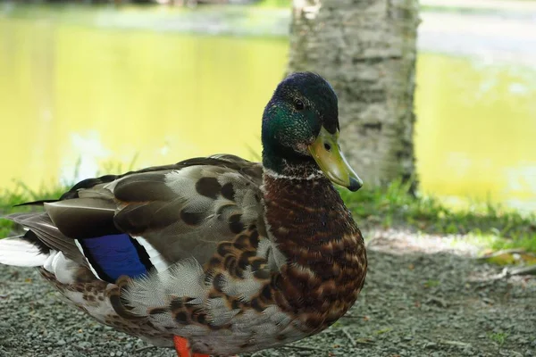 Nahaufnahme Einer Stockente Halifax Nova Scotia Kanada — Stockfoto