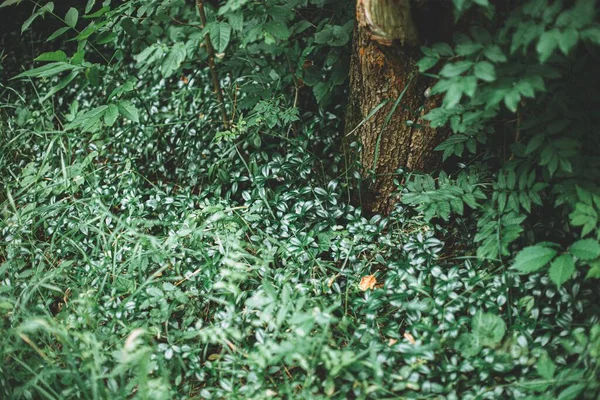 Les Beaux Buissons Verts Pleins Feuilles Capturées Milieu Une Forêt — Photo