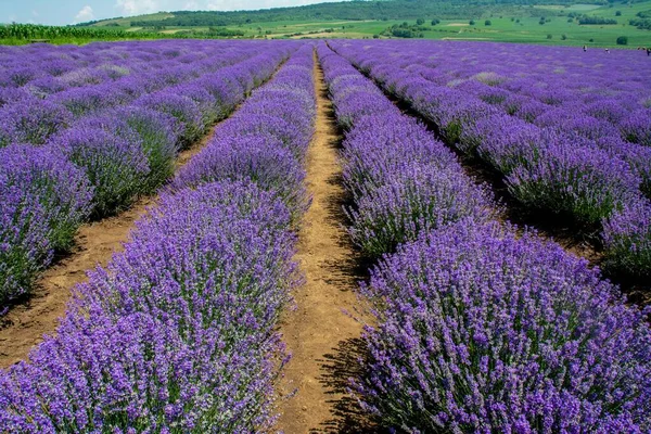 Uma Vista Deslumbrante Campo Coberto Com Belas Flores Lavanda Capturadas — Fotografia de Stock