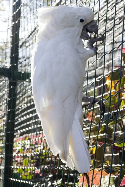 Disparo Vertical Una Cacatúa Blanca Pared Jaula — Foto de Stock