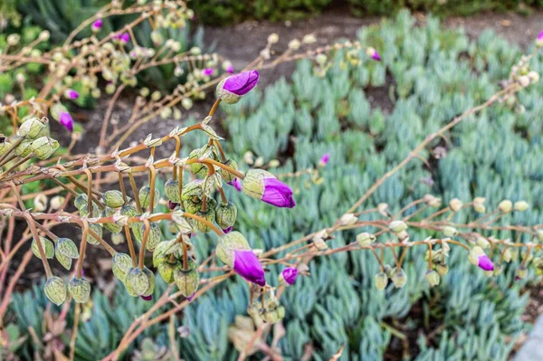 Les Bourgeons Fleurs Violettes Une Plante Dans Jardin Par Une — Photo