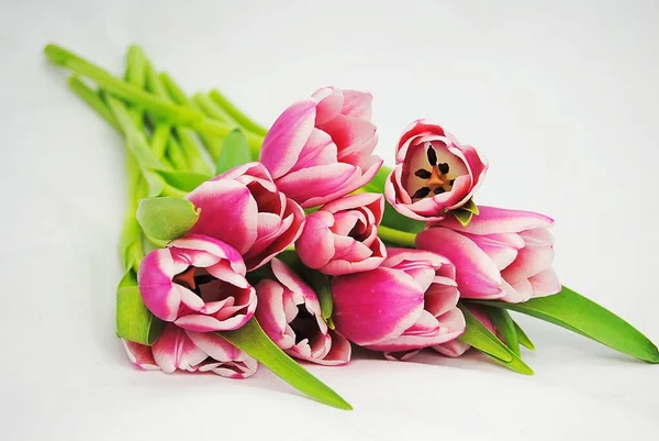 Primer Plano Hermosos Tulipanes Rosados Sobre Una Superficie Blanca — Foto de Stock