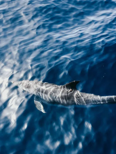 Dauphin Nageant Seul Dans Les Eaux Bleues Claires Large Gran — Photo