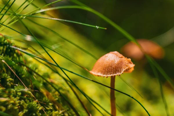 Selective Focus Rickenella Fibula Ground Covered Mosses Sunlight — Stock Photo, Image