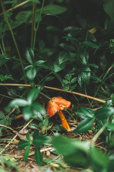 Vertikální Záběr Malé Oranžové Houby Obklopené Trávou Rostlinami Lese — Stock fotografie