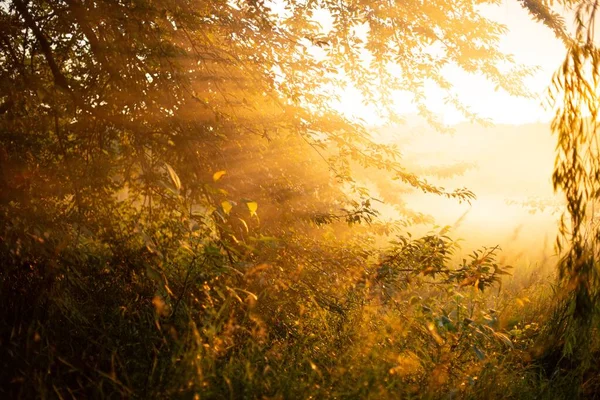 Okouzlující Pohled Zlaté Slunce Které Svítí Nádhernými Vrbami Stromů Lese — Stock fotografie