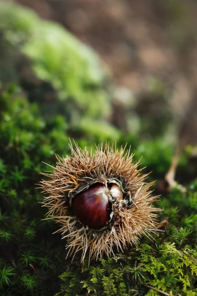 The sweet chestnut in a shell in a natural environment
