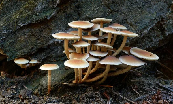 Primer Plano Grupo Mechones Azufre Creciendo Madera Podrida Bosque — Foto de Stock