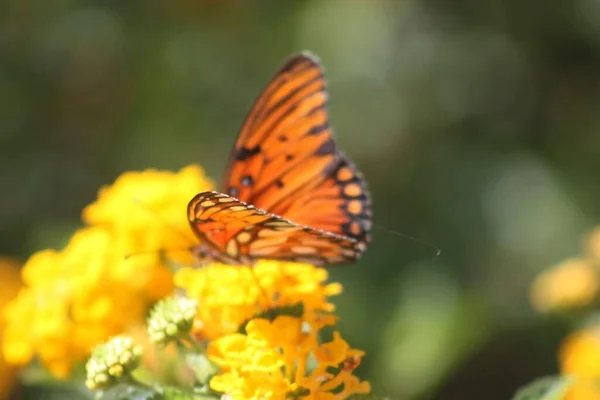 Eine Nahaufnahme Eines Schönen Schmetterlings Auf Einer Wildsalbeiblume — Stockfoto