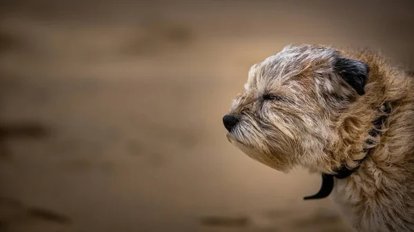 Selektiv Fokusbild Gränsterrier Hund Stormigt Väder — Stockfoto