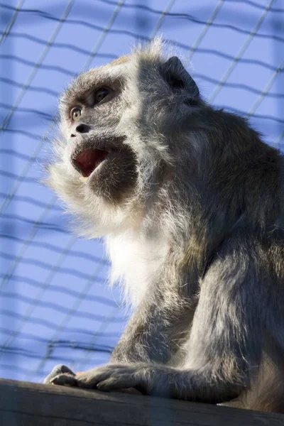 Colpo Verticale Una Scimmia Langur Grigia Nella Gabbia — Foto Stock
