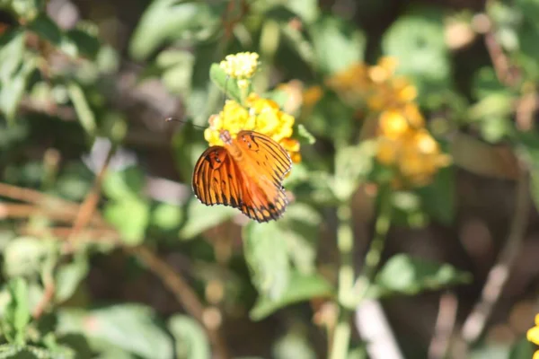 Крупный План Красивой Бабочки Диком Цветке Шалфея — стоковое фото
