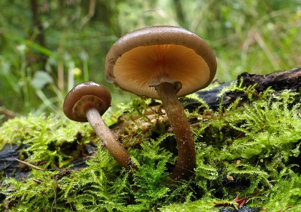 Close Grupo Cogumelos Mel Crescendo Madeira Podre Com Musgo Floresta — Fotografia de Stock