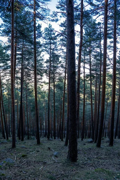 Egy Függőleges Lövés Fák Egy Erdőben Nappal Tökéletes Tapéta — Stock Fotó