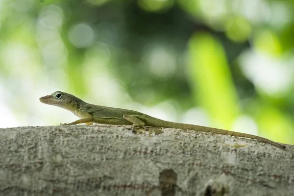 Closeup Shot Lizard Tree Branch Blurred Background — Stock Photo, Image