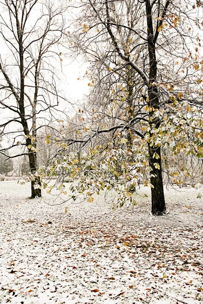 Vertikal Bild Träd Parken Med Blad Marken Täckta Med Snö — Stockfoto