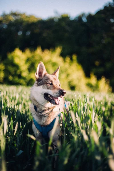 Disparo Vertical Perro Lobo Checoslovaco Campo Con Hierba Alta Durante —  Fotos de Stock