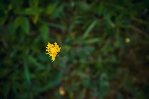Вибірковий Фокус Жовтого Кульбаби Полі Під Сонячним Світлом Розмитим Фоном — стокове фото
