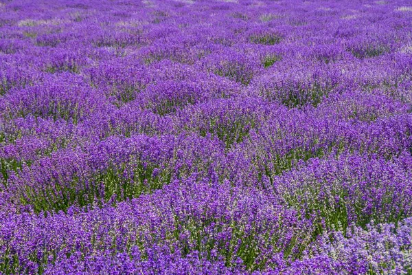 Una Vista Mozzafiato Campo Ricoperto Bellissimi Fiori Lavanda Catturati Una — Foto Stock