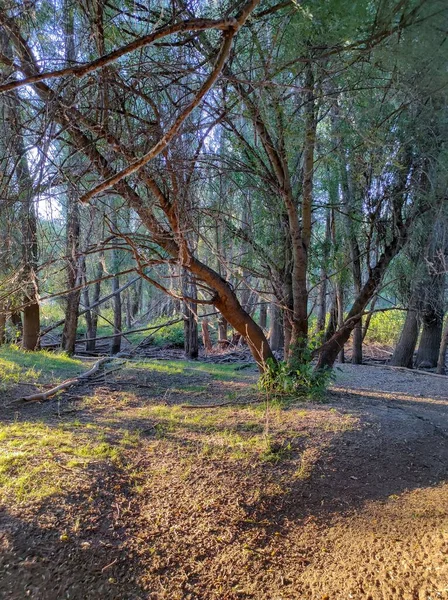 Tiro Vertical Uma Floresta Com Árvores Altas Galhos Secos Durante — Fotografia de Stock