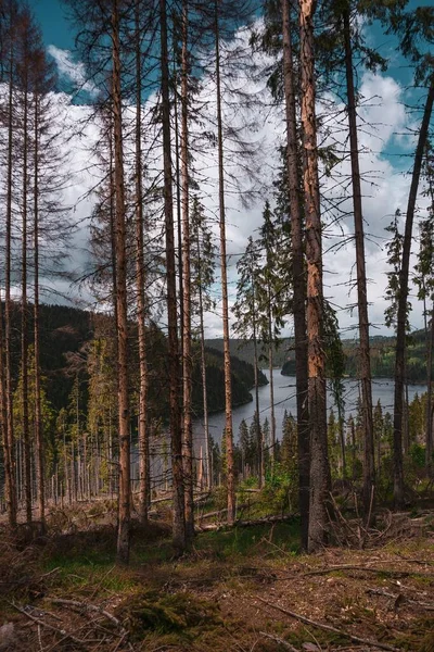 Plano Vertical Árboles Bosque Rodeado Por Río Colinas Bajo Cielo —  Fotos de Stock