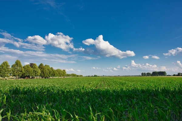Mavi Gökyüzü Beyaz Bulutların Altında Güzel Bir Yeşil Park Görüntüsü — Stok fotoğraf
