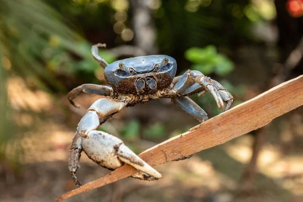 在白天 一只切萨皮克蓝螃蟹在一块木头上的特写镜头 — 图库照片