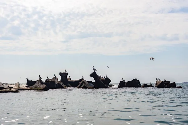 Beau Plan Crête Protectrice Pierres Avec Des Oiseaux Mer Étend — Photo