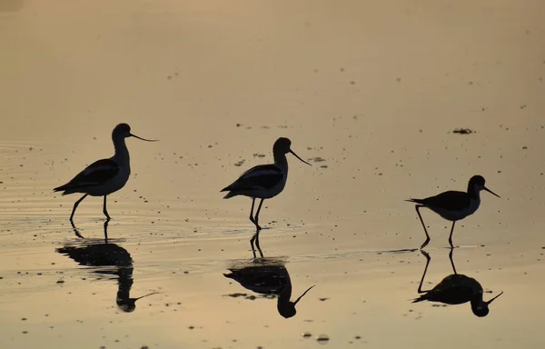 Nahaufnahme Von Silhouetten Von Wasservögeln Wasser — Stockfoto