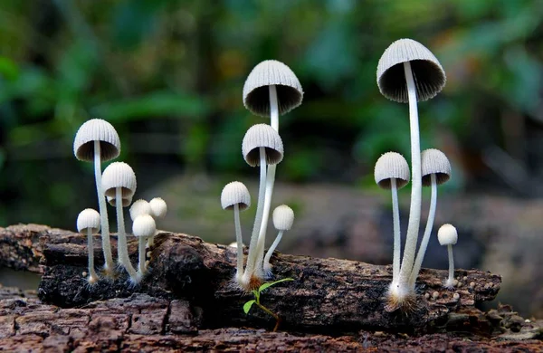 Primo Piano Tre Funghi Mycena Che Crescono Legno Decomposizione — Foto Stock