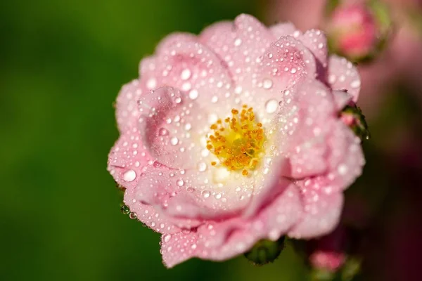 Selective Focus Shot Pink Flower Some Droplets Its Petals — Stock Photo, Image