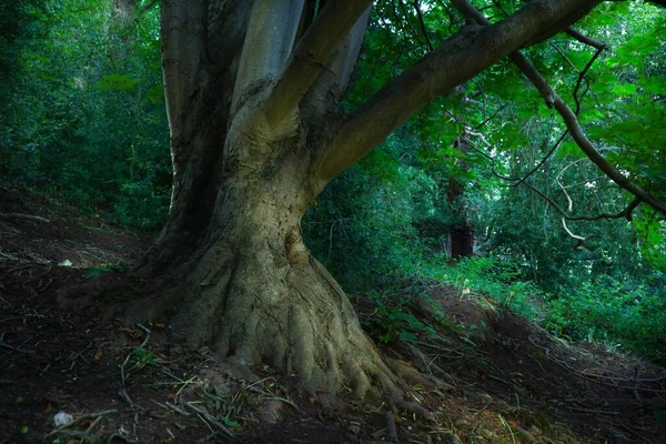Közelkép Egy Hatalmas Fatörzsről Egy Zöld Erdőben Napfényben — Stock Fotó