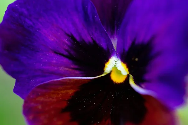 Detailní Záběr Fialové Květiny Černými Stopami Seznamech — Stock fotografie