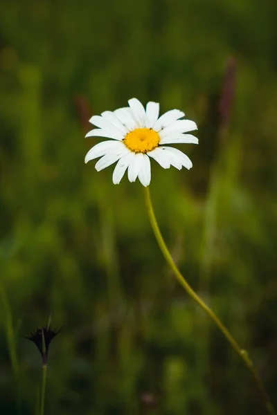 Eine Vertikale Aufnahme Eines Gänseblümchens Auf Einem Feld Sonnenlicht Mit — Stockfoto