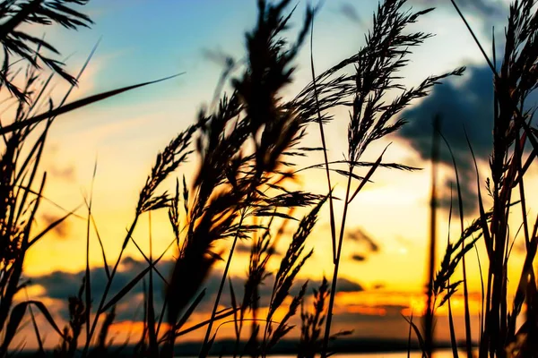 Silhuetas Dos Juncos Comuns Costa Mar Durante Pôr Sol — Fotografia de Stock